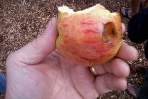 Apple I Ate