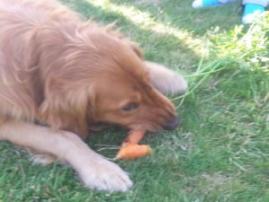 tirza-eating-carrot